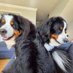 Hotel K Pet Sitting & Dog Walking - photo 3