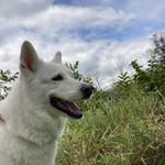 Hotel K Pet Sitting & Dog Walking - photo 4