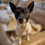 Hotel K Pet Sitting & Dog Walking - photo 5