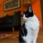 Hotel K Pet Sitting & Dog Walking - photo 6