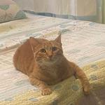 Hotel K Pet Sitting & Dog Walking - photo 7