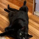 Hotel K Pet Sitting & Dog Walking - photo 8