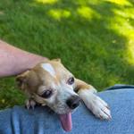 Hotel K Pet Sitting & Dog Walking - photo 9