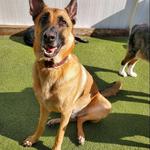 Dogtopia of Sandy Springs - photo 5