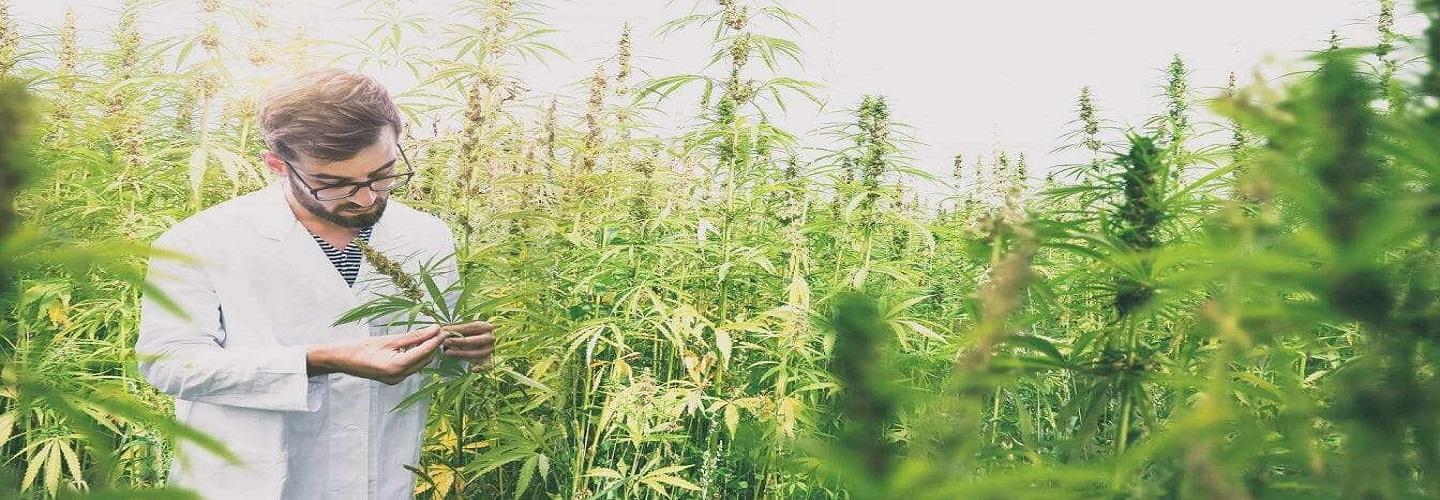 The Botanical Garden - CBD Oil Suppliers UK cover photo