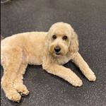 Dogtopia of Shelton - photo 2