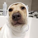 Dogtopia of Redmond - photo 2