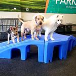 Dogtopia of Redmond - photo 3