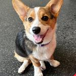 Dogtopia of Redmond - photo 5