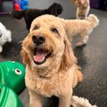 Dogtopia of Redmond - photo 7