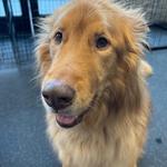 Dogtopia of Redmond - photo 8