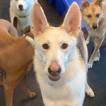 Dogtopia of Redmond - photo 9