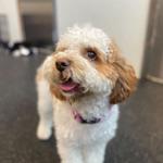 Dogtopia of Redmond - photo 10