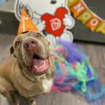 Dogtopia of Olathe - photo 3