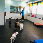 Dogtopia of Olathe - photo 9