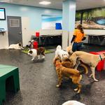 Dogtopia of Olathe - photo 10