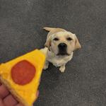 Dogtopia of Roswell - photo 1