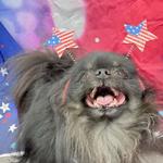 Dogtopia of Roswell - photo 2