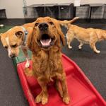 Dogtopia of Roswell - photo 7