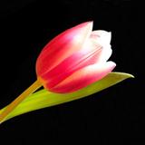 Craftsman Masonry. - Machine & Tool Rental in La Marque