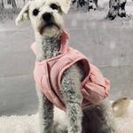 Dogtopia of Shrewsbury - photo 1