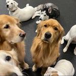 Dogtopia of Shrewsbury - photo 2