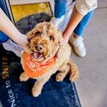 Dogtopia of Shrewsbury - photo 4