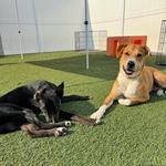 Dogtopia of Roanoke - photo 1