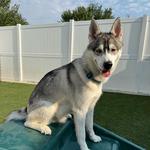 Dogtopia of Roanoke - photo 2