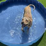 Dogtopia of Roanoke - photo 3