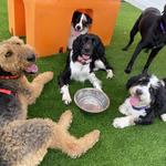 Dogtopia of Roanoke - photo 4