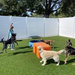 Dogtopia of Roanoke - photo 5