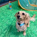 Dogtopia of Roanoke - photo 6