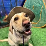 Dogtopia of Roanoke - photo 7