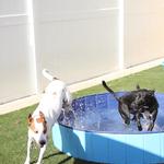 Dogtopia of Roanoke - photo 10