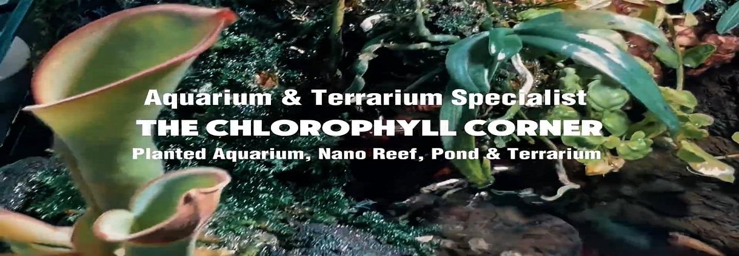 The Chlorophyll Corner cover photo