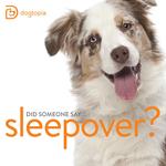 Dogtopia of Round Rock - photo 2