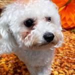 Dogtopia of Round Rock - photo 3