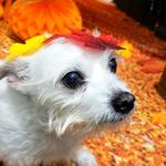 Dogtopia of Round Rock - photo 4