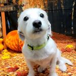 Dogtopia of Round Rock - photo 5