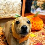 Dogtopia of Round Rock - photo 6