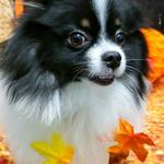 Dogtopia of Round Rock - photo 8