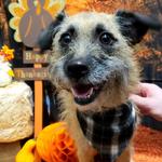 Dogtopia of Round Rock - photo 9