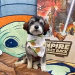 Dogtopia of Oro Valley - photo 3