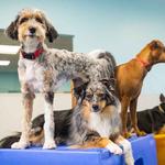 Dogtopia of Oro Valley - photo 6