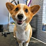 Dogtopia of Oro Valley - photo 10