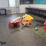 Dogtopia of Pewaukee - photo 4