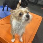 Dogtopia of Pewaukee - photo 6