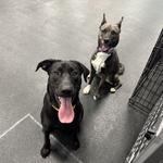 Dogtopia of Owings Mills - photo 2