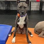 Dogtopia of Owings Mills - photo 4